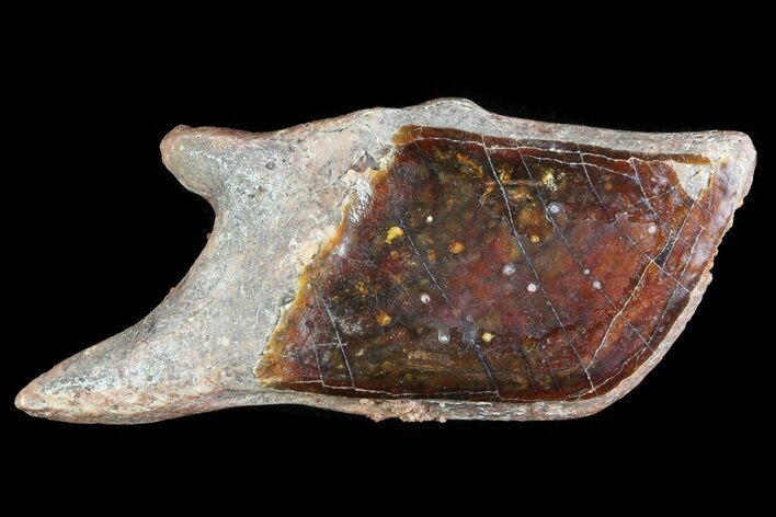 Cretaceous Gar Fish Scale - Kem Kem Beds #81208
